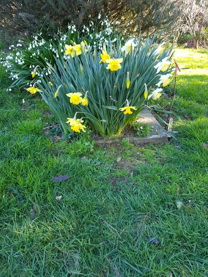 Highgate Bed And Breakfast & Garden Pirongia Esterno foto
