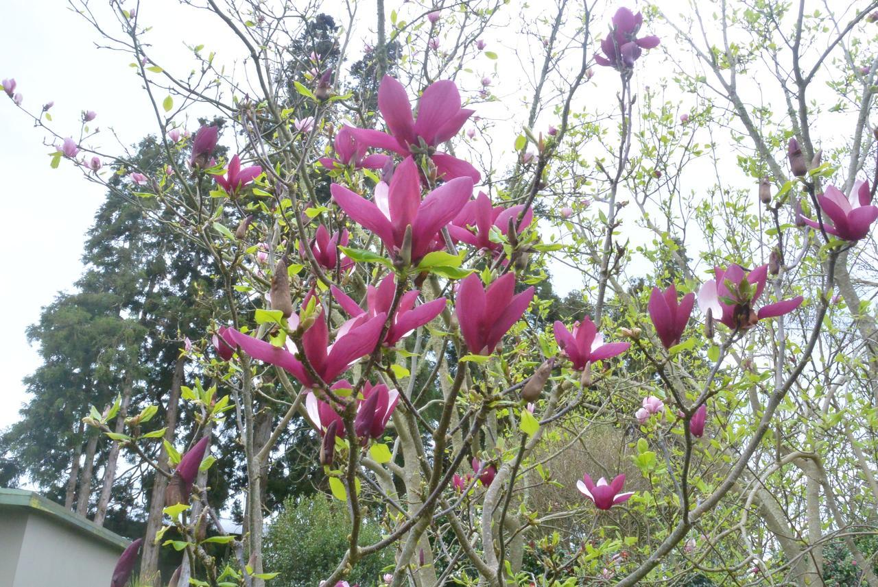 Highgate Bed And Breakfast & Garden Pirongia Esterno foto