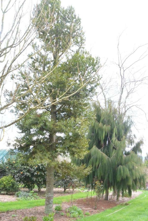 Highgate Bed And Breakfast & Garden Pirongia Esterno foto